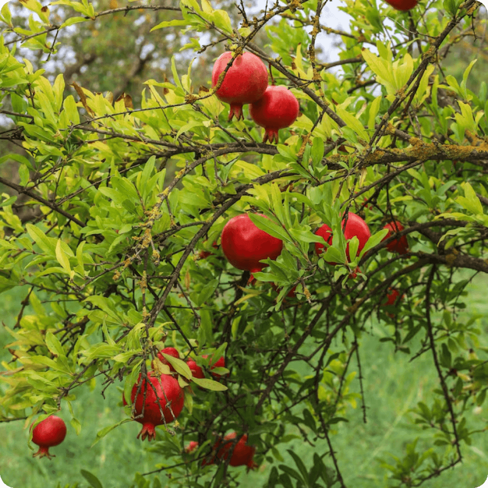 Consultancy for Tree Crops Plantations 2
